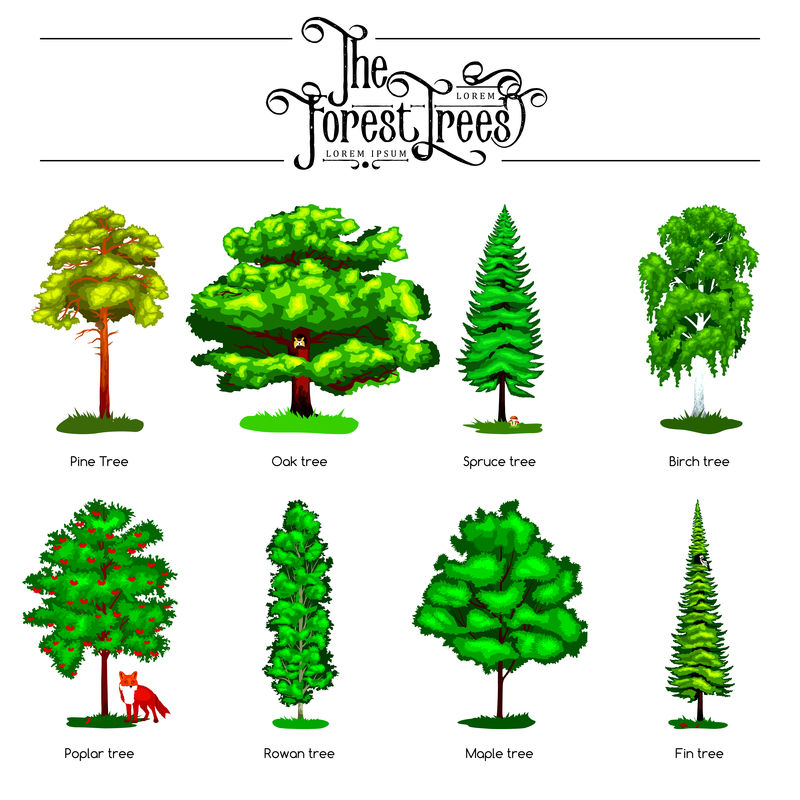 白色背景下隔离的夏季绿色森林树种。卡通矢量树设置在户外公园。公园里的户外树木，有树枝、树叶和树叶。野生森林动植物。