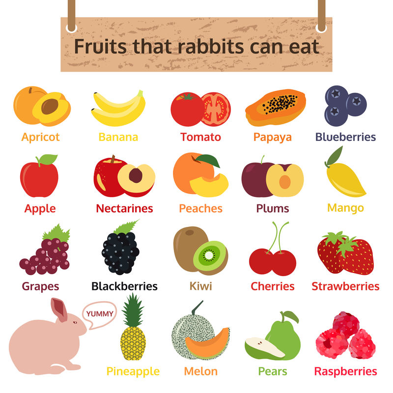 兔子可以吃的水果。食物载体图解。信息图
