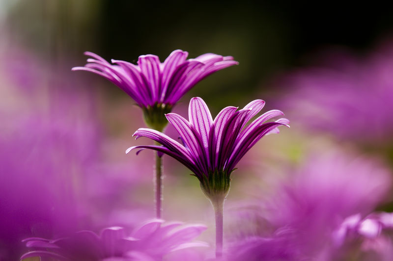 紫色和粉红色的雏菊花在愚人花盛开