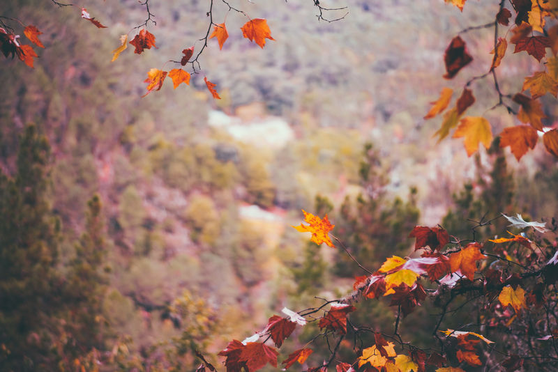 秋季自然风景