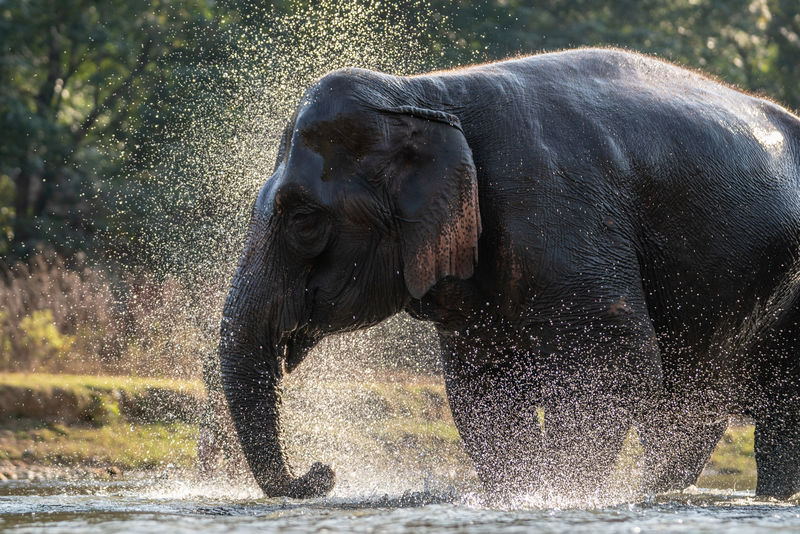 大象洗澡时泼水。