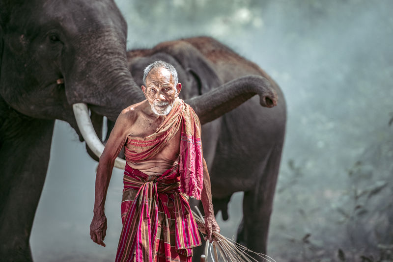 马霍特老人在森林里养大象