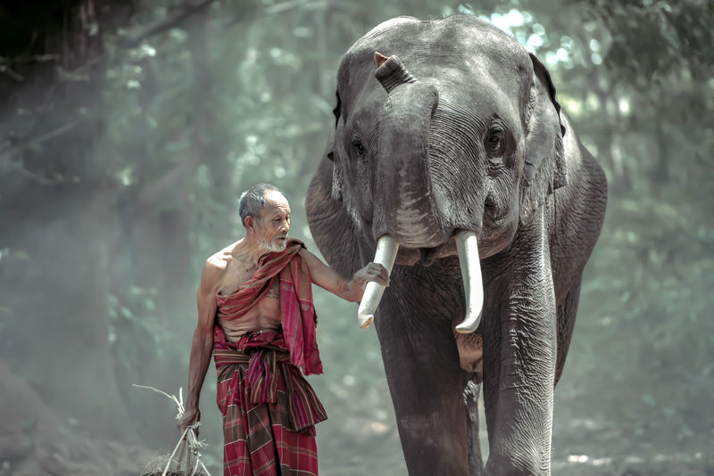 泰国老人下班后和大象一起走回家