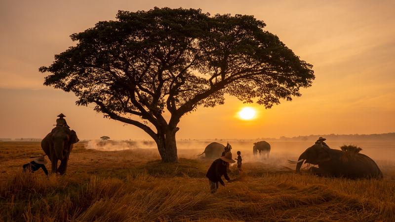 泰国乡村；夕阳背景下的大象剪影，泰国素林的大象泰语。
