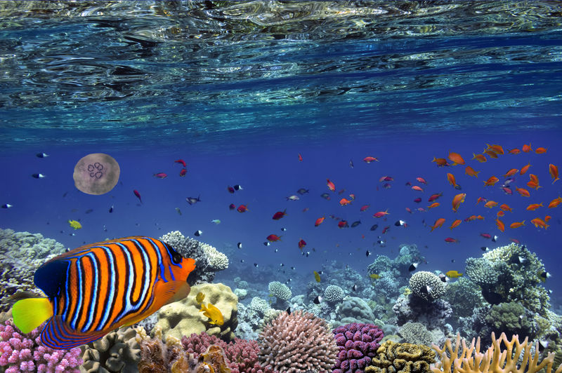 埃及红海的热带鱼和硬珊瑚