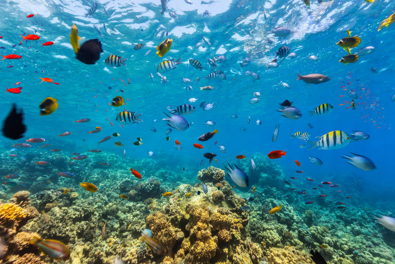红海珊瑚礁与热带鱼