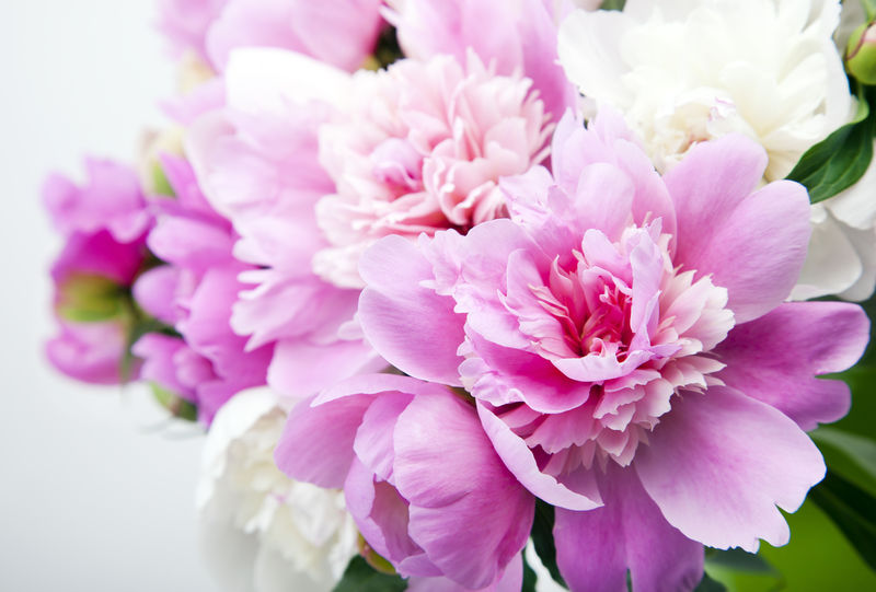 美丽的粉红色和白色牡丹花束