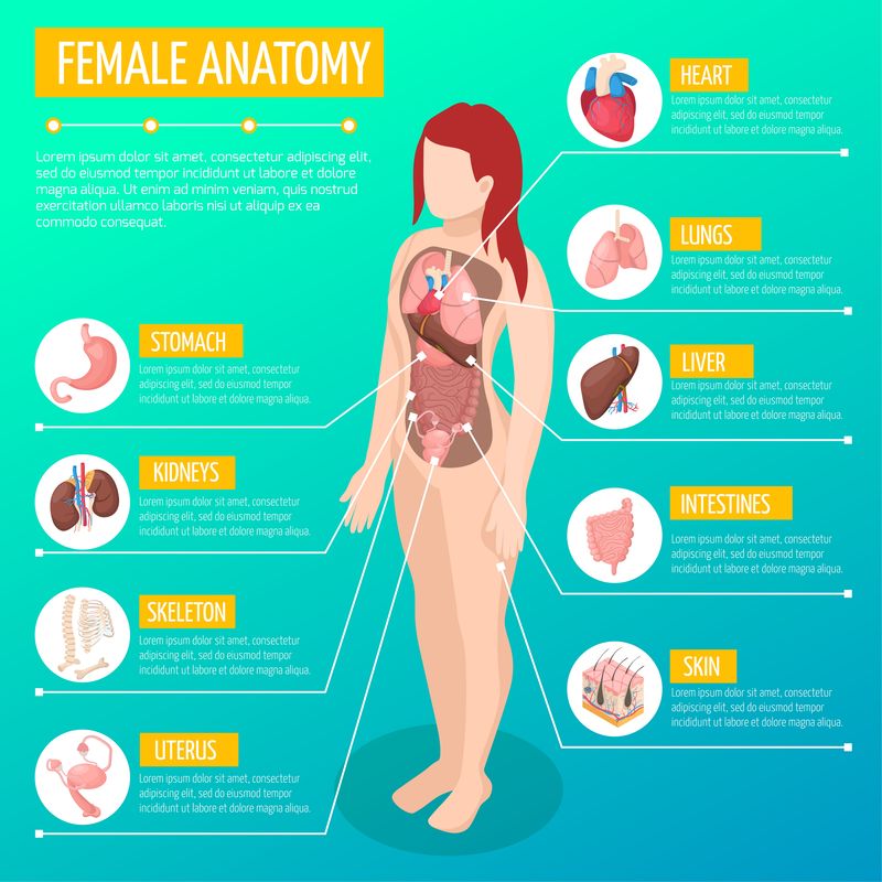 女性解剖学等距海报