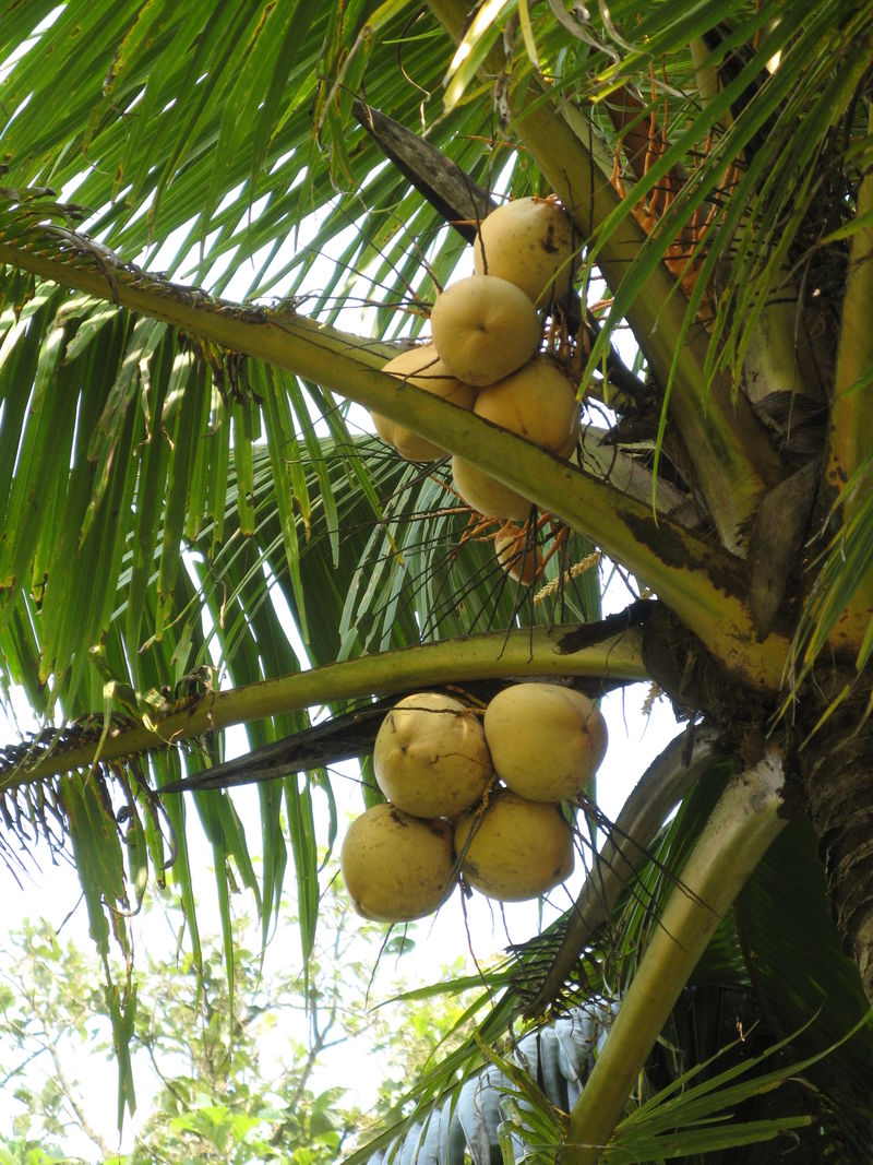 椰子椰汁与椰子油