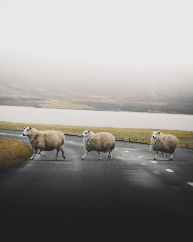 生活在冰岛的毛茸茸的绵羊