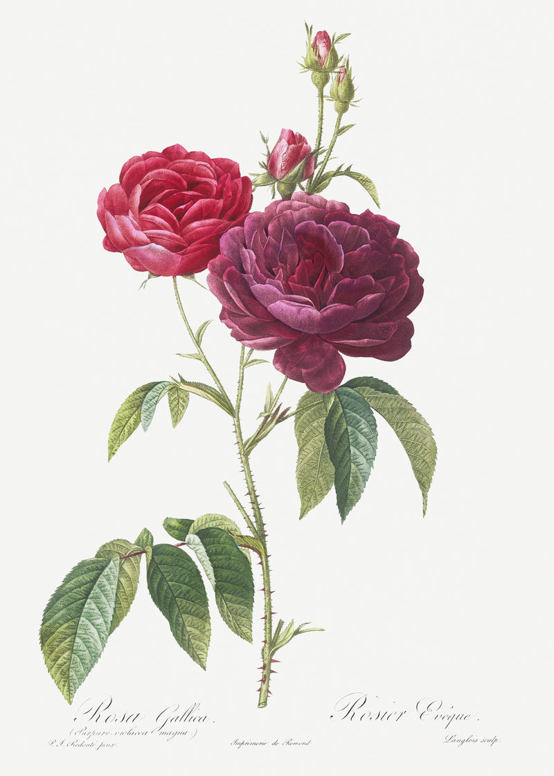 法国紫玫瑰