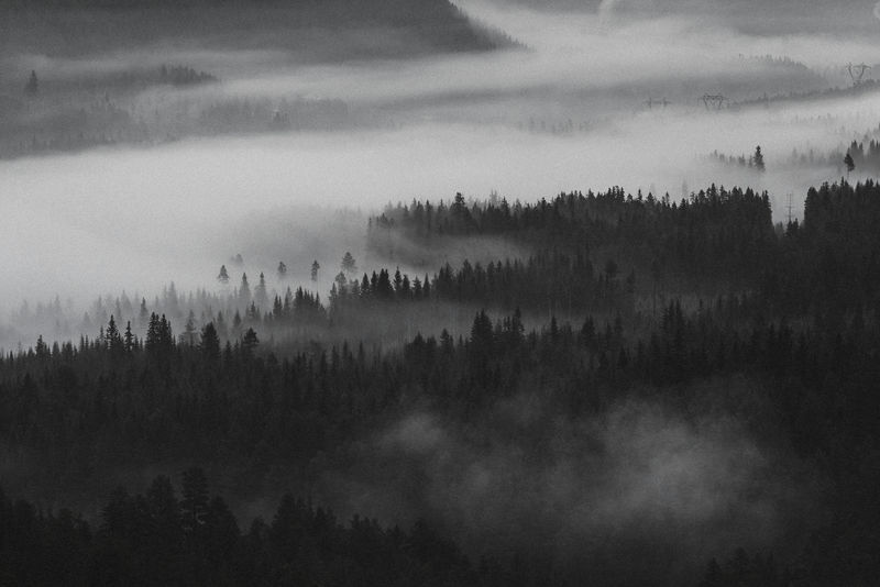 挪威雾蒙蒙的森林景色