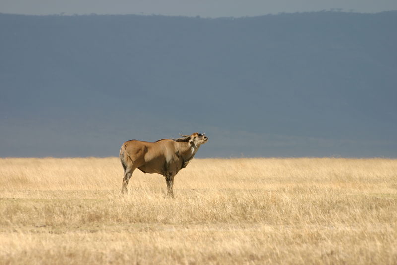 坦桑尼亚Ngorongoro CommonEland（Taurotragusoryx）羚羊