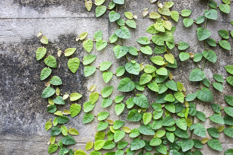 常春藤叶子贴在墙上做墙纸