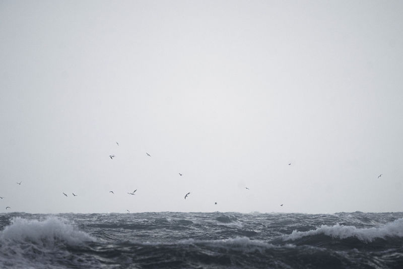 一群海鸥飞过泽西岛海峡群岛