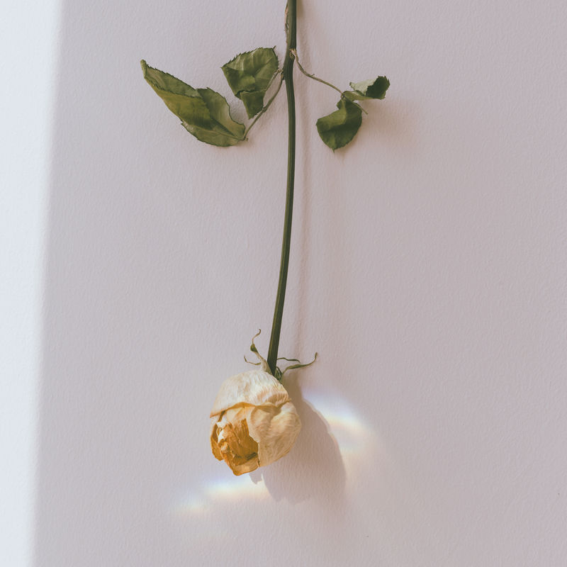 墙上倒挂的白玫瑰
