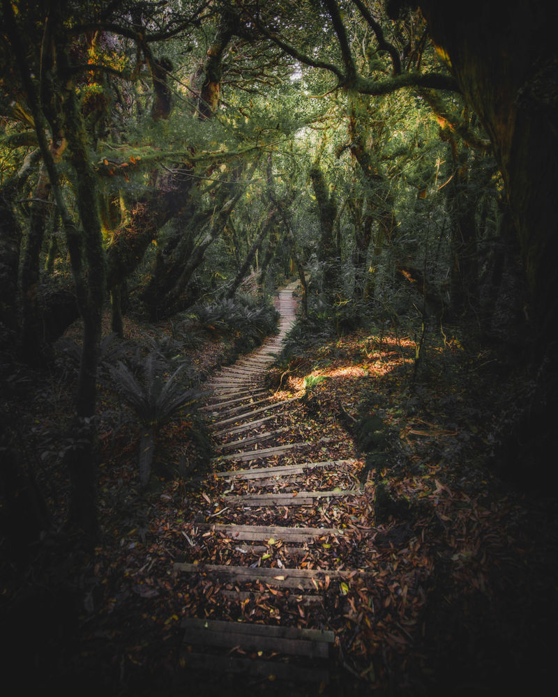 新西兰埃格蒙特国家公园塔拉纳基山的楼梯