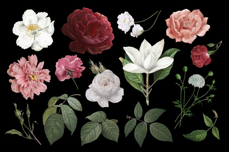 美丽的手绘各种玫瑰系列