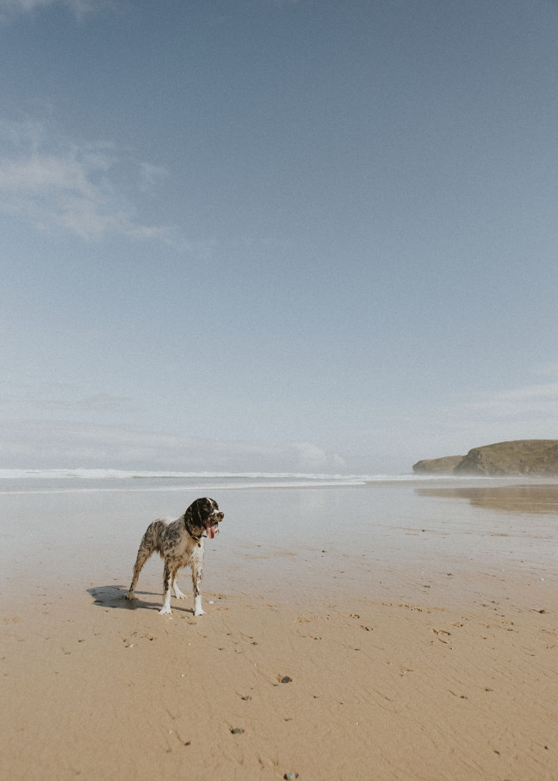 湿狗在海滩上嬉戏