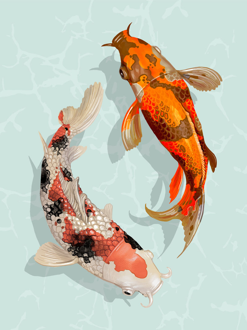 两只日本锦鲤鱼在游泳