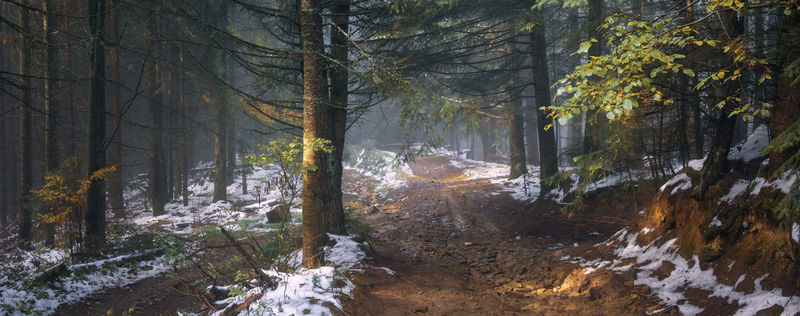 雾中的森林之路