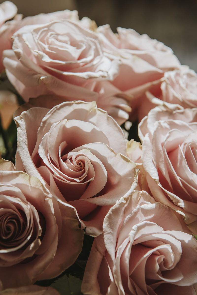 粉红色玫瑰花的特写镜头