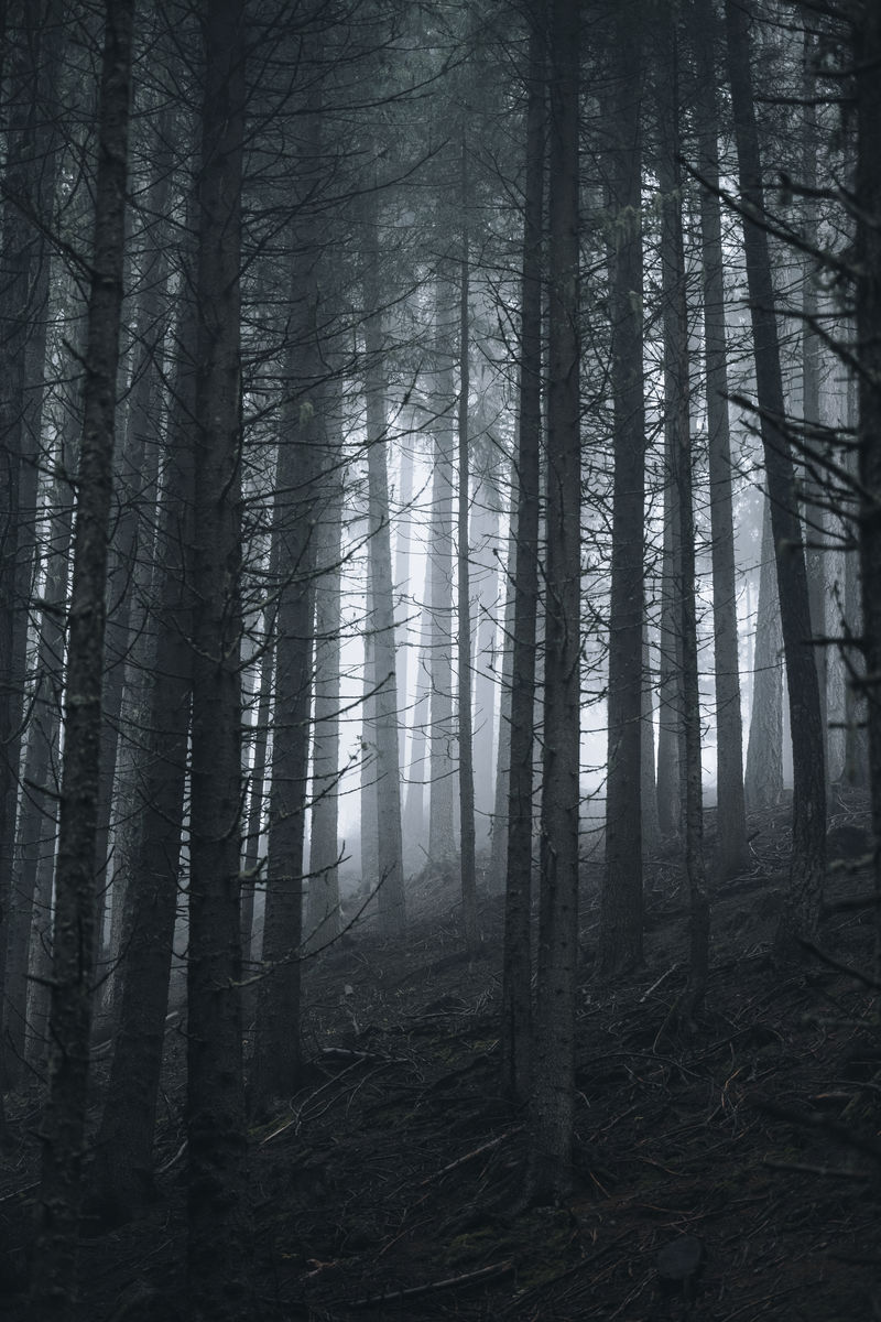 阳光穿过薄雾的树林