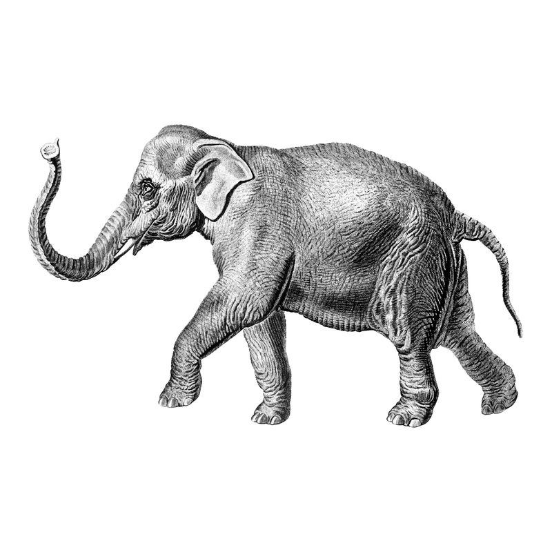 大象的复古插图