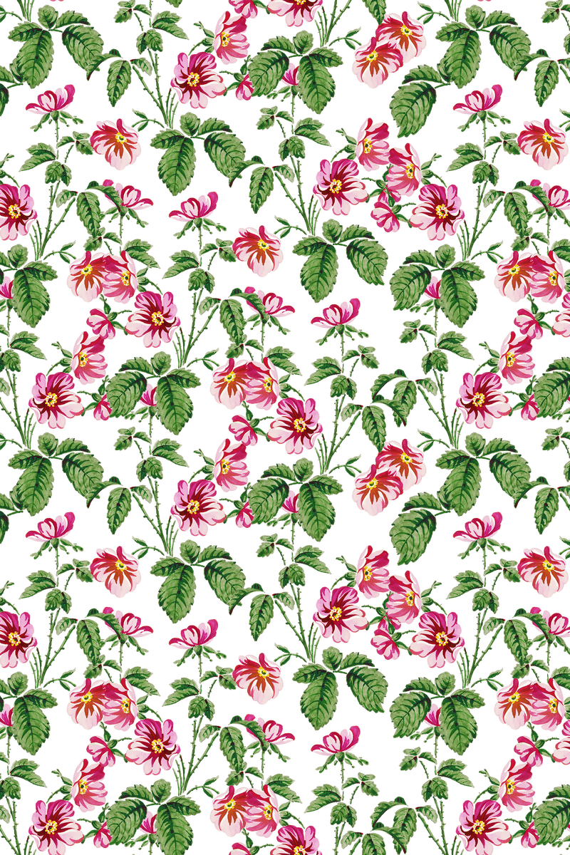 Png彩色野玫瑰植物图案透明背景