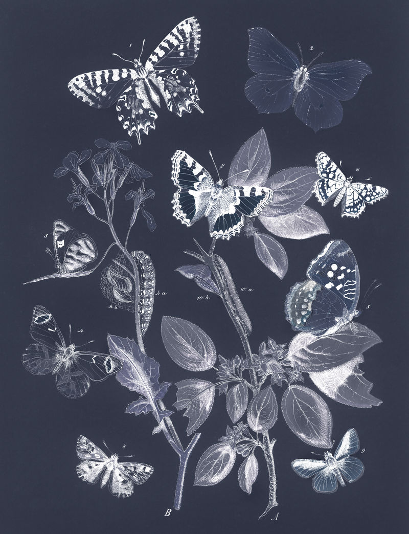 蝴蝶和飞蛾复古设计来自威廉·福塞尔·柯比原画的混音