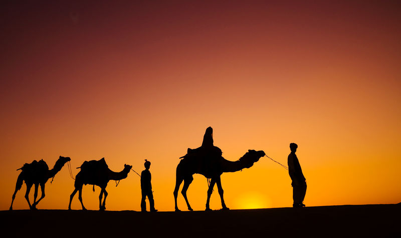 印度男人带着骆驼穿过沙漠