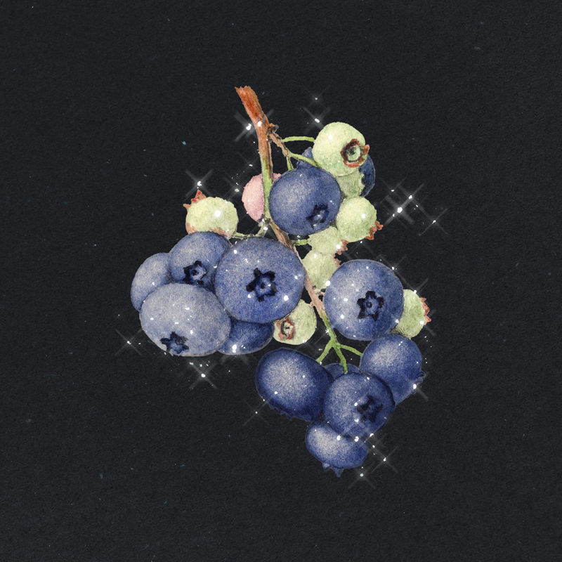 手绘蓝莓设计元素插图