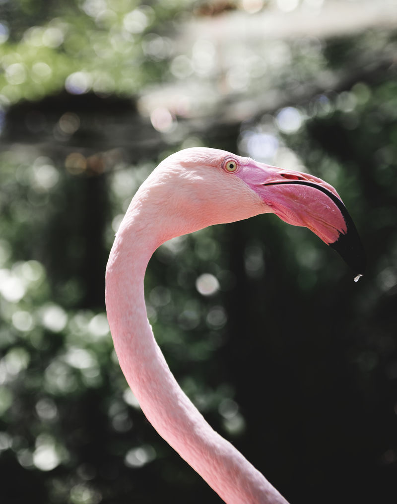 动物园里粉红色火烈鸟的特写镜头