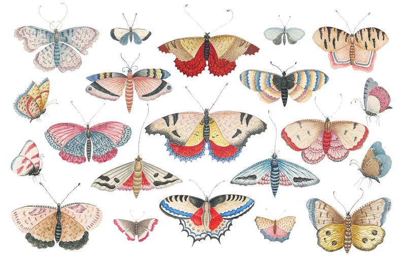 复古蝴蝶png插图收藏从18世纪的艺术作品从史密森档案混合