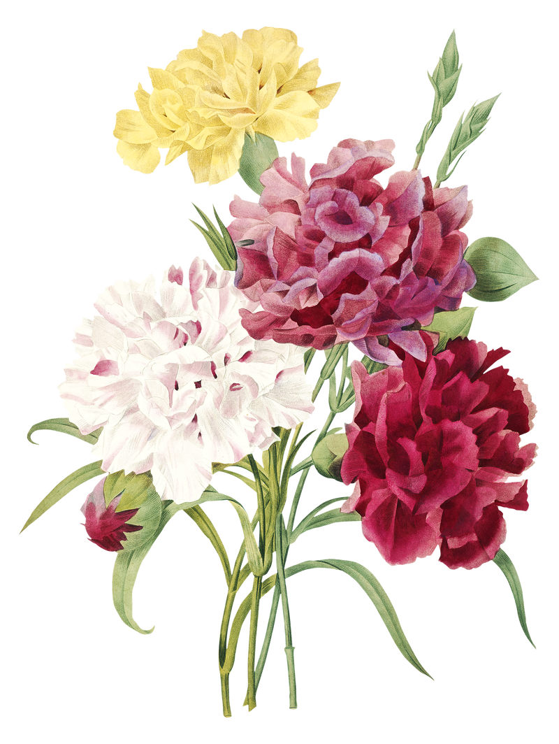 康乃馨花png植物插图由皮埃尔·约瑟夫·雷多特（Pierre Joseph Redout）的艺术作品混合而成\u0026eacute；