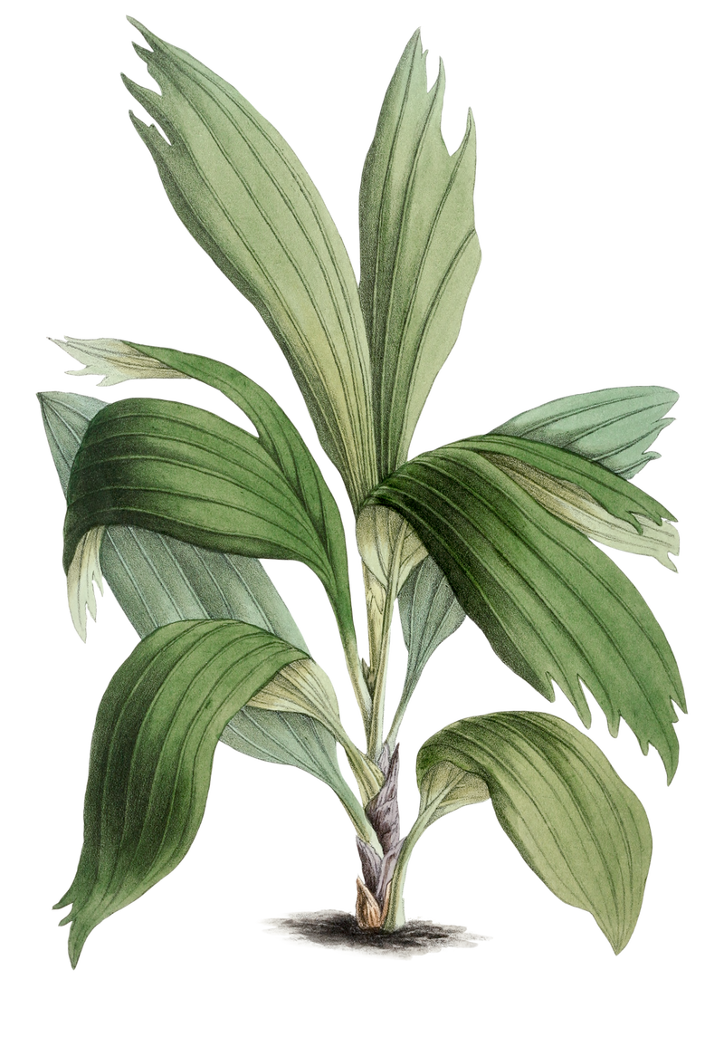 手绘槟榔植物设计元素
