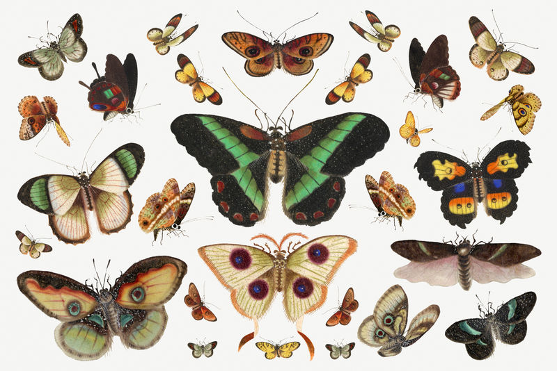 蝴蝶和蛾子昆虫复古图纸psd系列