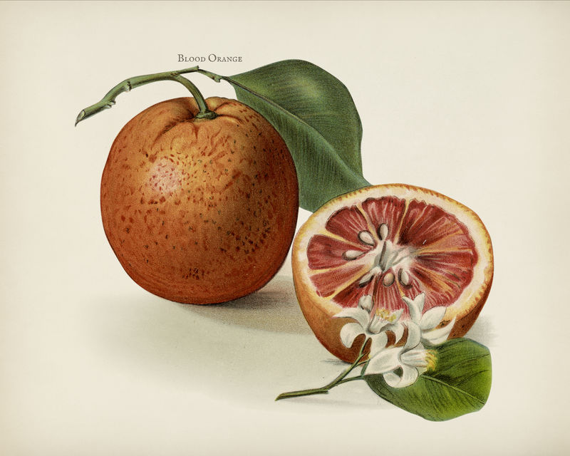 水果种植者指南：陈年橘子插图