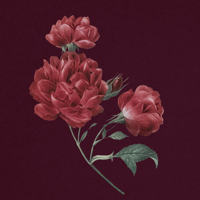 优雅的红色法国玫瑰花束手绘插图