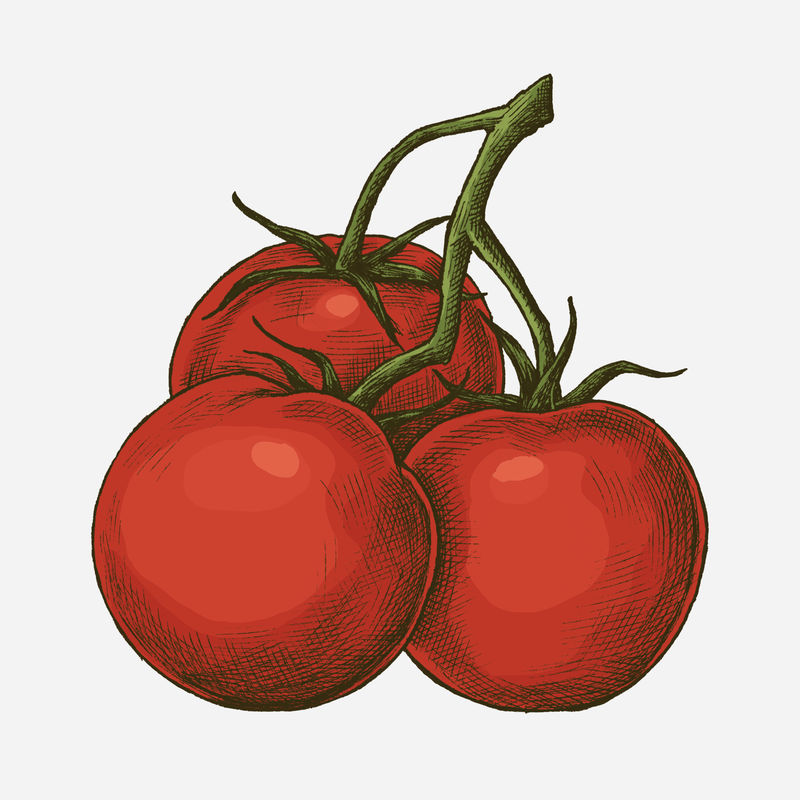 新鲜有机成熟番茄插画