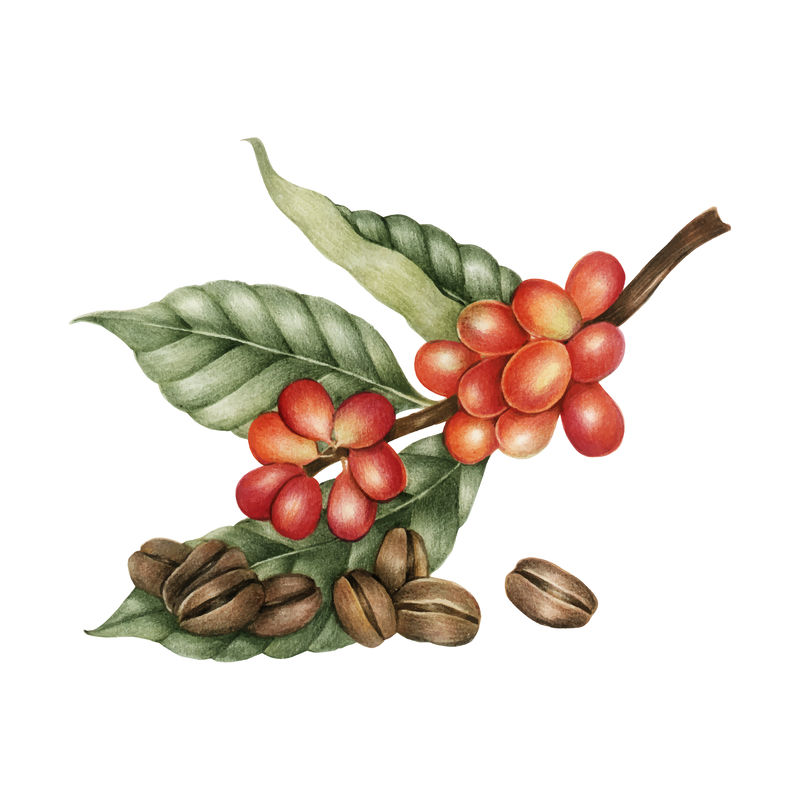 咖啡豆插图