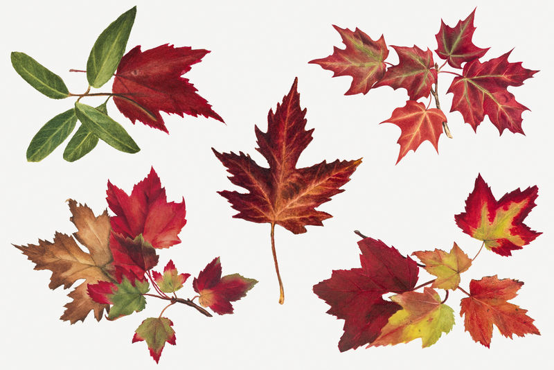 Autumn leaves set psd botanical illustrationremixed from the artworks by标题u003 Ca href=