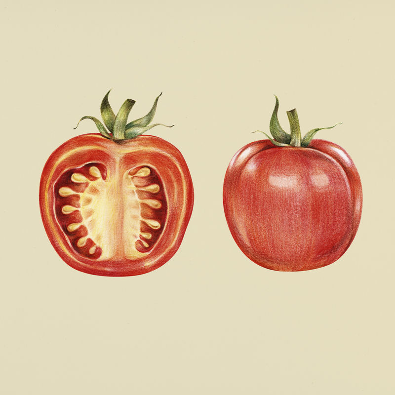 手绘番茄插画