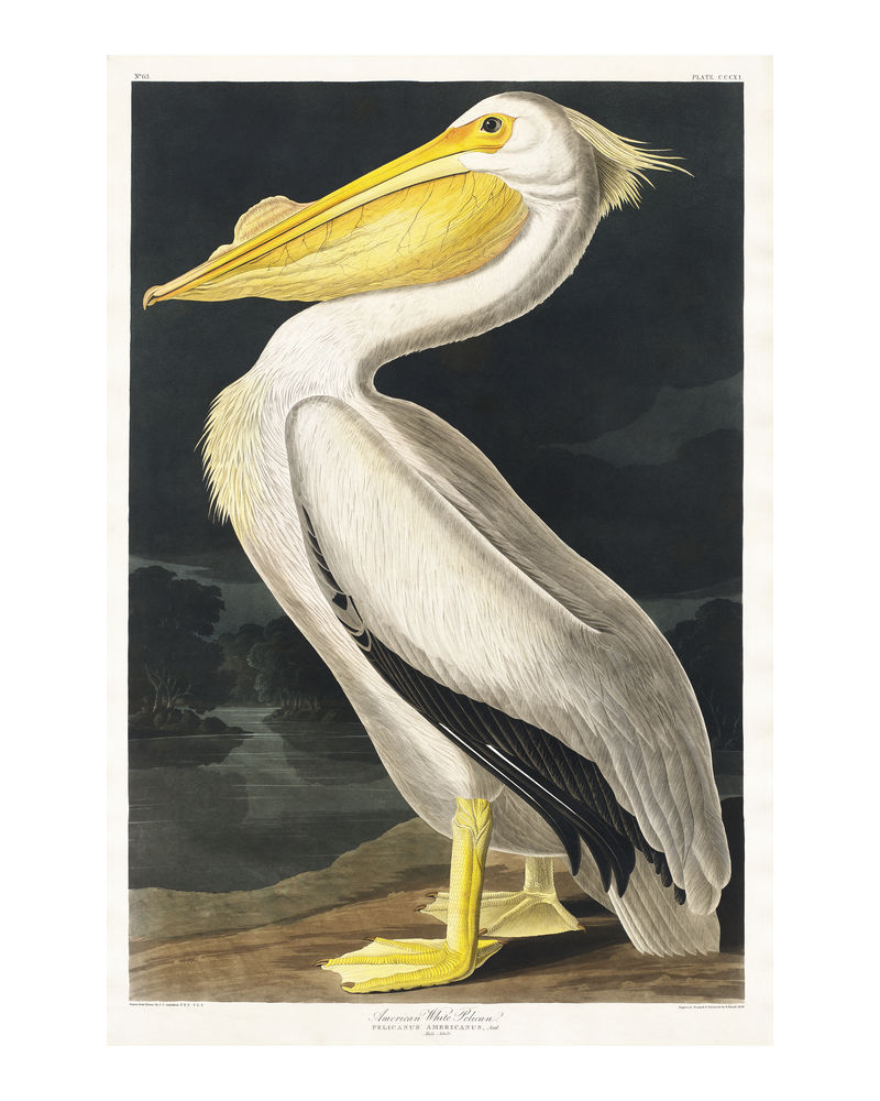 美国白鹈鹕从美国鸟类古董插图约翰詹姆斯奥杜邦