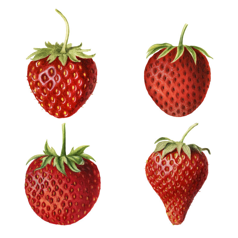 手绘天然新鲜草莓组合载体