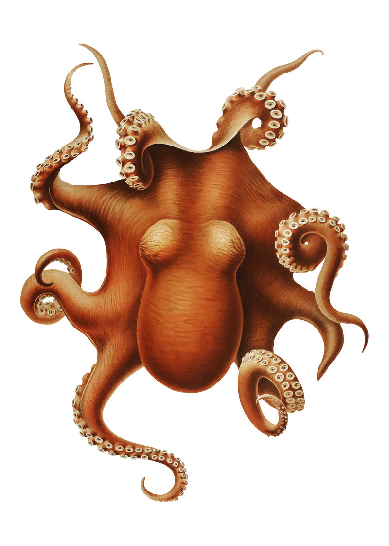 复古彩色章鱼插图
