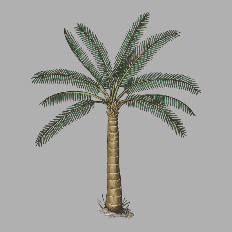 灰色背景向量上的棕榈树