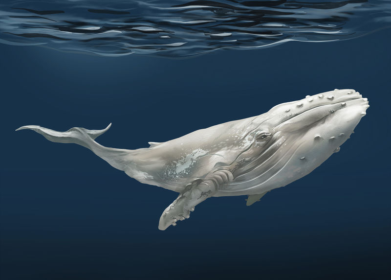 海底鲸鱼插图