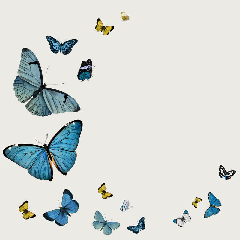 复古常见的蓝色蝴蝶插图与复制空间
