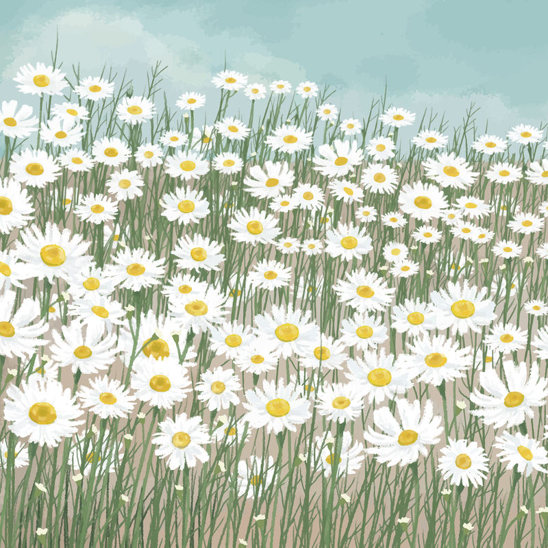 盛开的白色雏菊花背景向量